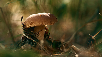 Edible plant boletus mushroom growing at autumn woodland in green grass.