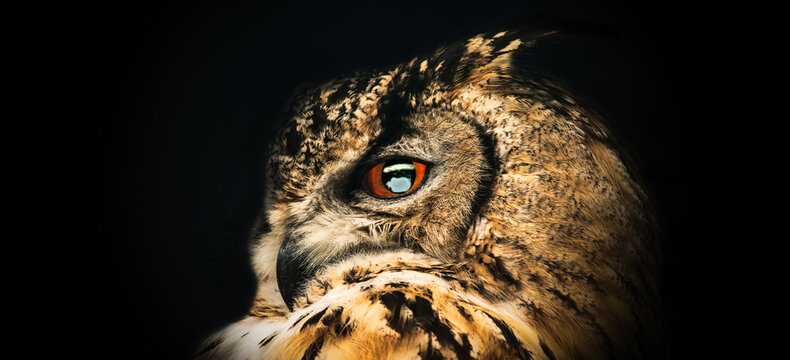 Panoramic photo of a horned owl in a half profile on a black background.