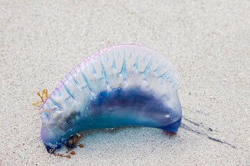 A dangerous and poisonous jellyfish, a Portuguese warship washed ashore in Miami by a storm in the...