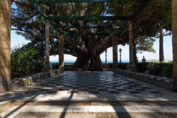 Big ficus tree in Alameda Apodaca Gardens with the harbor of Cadiz in the background, Andalusia, Spainn