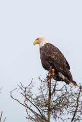 Bald eagle young on hay bail