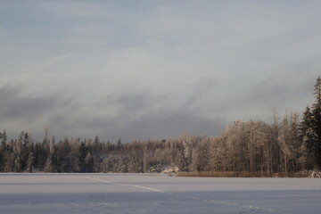 winter forest in the morning