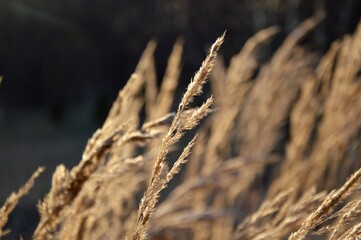 Obraz premium Grass in the park, garden, meadow. Macro. Beautiful wallpaper.