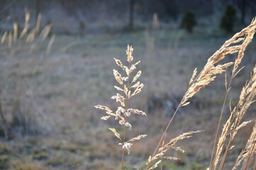 Grass in the park, garden, meadow. Macro. Beautiful wallpaper.