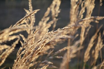 Fototapeta premium Grass in the park, garden, meadow. Macro. Beautiful wallpaper.