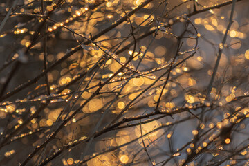 Photo out of focus.The sun's rays make their way through the branches of trees..  Winter nature.close up..