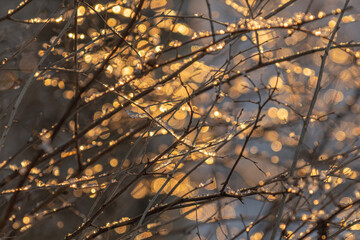 Photo out of focus.The sun's rays make their way through the branches of trees..  Winter nature.close up..