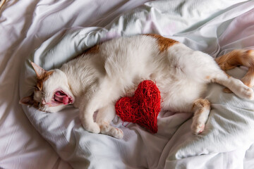 A ginger, domestic cat lies on a white bed, yawns, hugs a red heart. Holiday postcard.