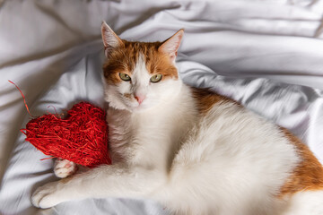Ginger, domestic cat lies on a white bed, hugging a red heart. Holiday postcard. Pet shelter.