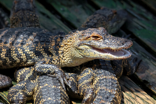 Close up shot of baby alligators under the shade