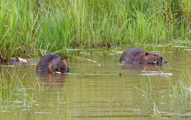 Beaver eating leaves in pong
