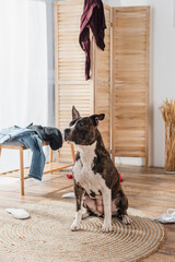 american staffordshire terrier sitting on rattan carpet around clothes on floor in messy apartment.
