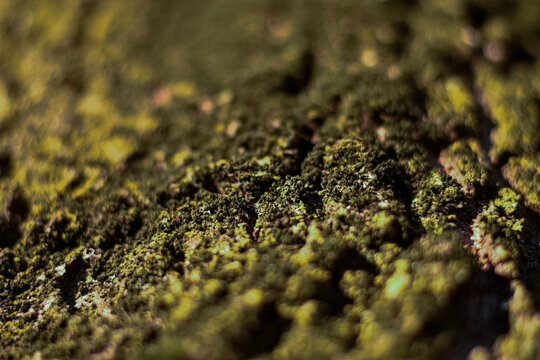 Macro corteccia