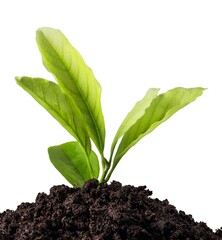 New life concept, little green plant in dirt