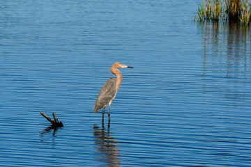 Reddish egret in the Merritt Island National Wildlife Refuge, Florida