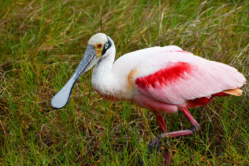 Rosetta spoonbill in the Merritt Island National Wildlife Refuge, Florida