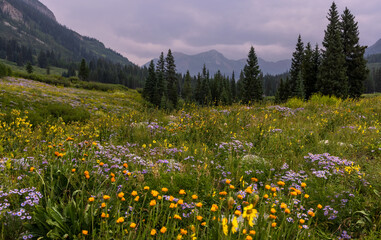 Scenic wild flower meadow at Gothic natural area near Crested Butte in Colorado.