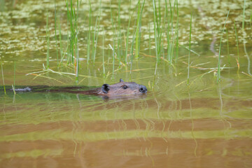 Beaver eating leaves in pong