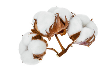 Cotton plant flower isolated on white background with clipping path and full depth of field