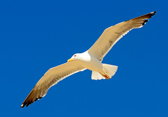 Seagull flying with the wings spread out and a lovely sky in the background.