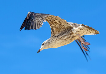Seagull flying with the wings spread out and a lovely sky in the background.