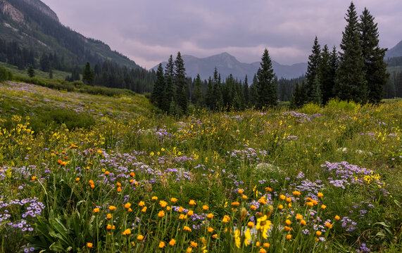 Scenic wild flower meadow at Gothic natural area near Crested Butte in Colorado.