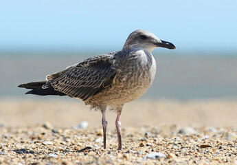 Seagull on the beach