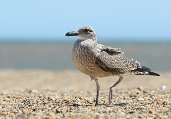 seagull on the beach