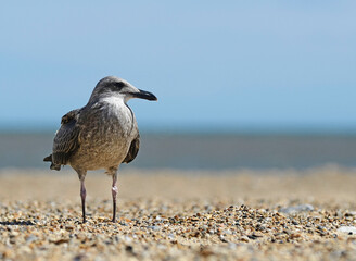 Seagull on the beach
