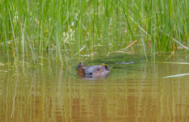 Beaver eating leaves in pong