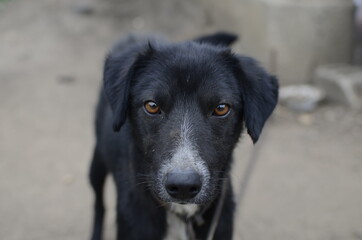 Malnourished black dog portrait