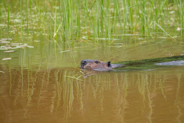 Beaver eating leaves in pong