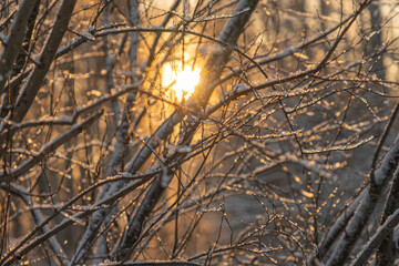 The sun's rays make their way through the branches of trees..  Winter nature.close up..