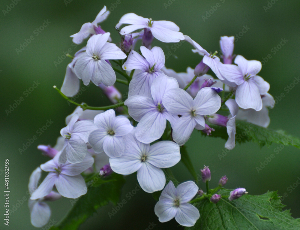 Poster Lunaria rediviva blooms in the forest in spring