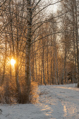 Path between trees covered with snow on a sunny day. Scandinavian nature. Finland.