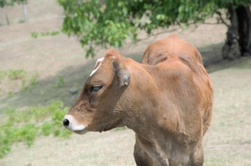 brown calf on paddock paddock in summer