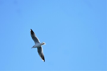 Seagull spread wings and fly high in the blue sky