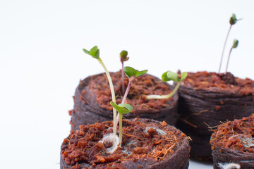 germinated micro-green seeds. A small seed sprout