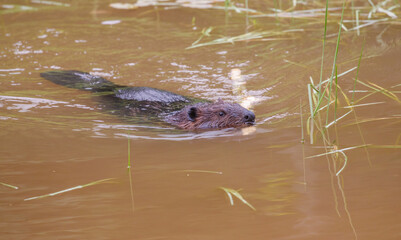 Beaver eating leaves in pong © Jen