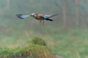 Eurasian jay, Garrulus glandarius