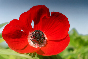 Amazing Flowers in Israel colorful and beautiful
