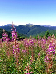 Chamaenerion angustifolium blooms in the mountains