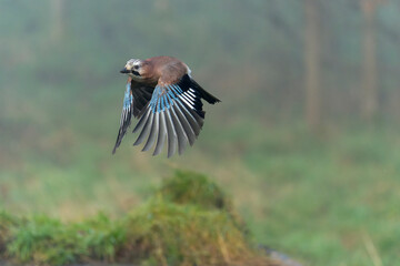 Obraz premium Eurasian jay, Garrulus glandarius
