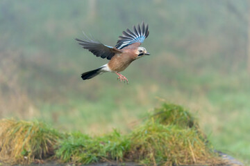 Eurasian jay, Garrulus glandarius
