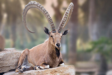 ibex in the desert of Israel
