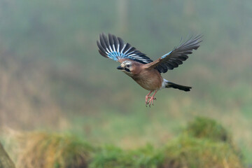 Eurasian jay, Garrulus glandarius