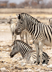 Obraz na płótnie Canvas Two zebras in the Etosha National Park. A zebra foal is sitting and an adult zebra is standing. Namibia.