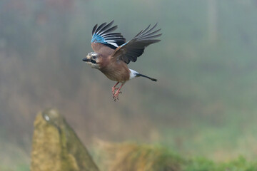 Eurasian jay, Garrulus glandarius