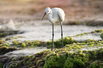 Amazing birds of Israel, birds of the Holy Land
