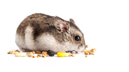 Dwarf gray hamster isolated on white background.Cute baby hamster, standing facing front.hamster eating food